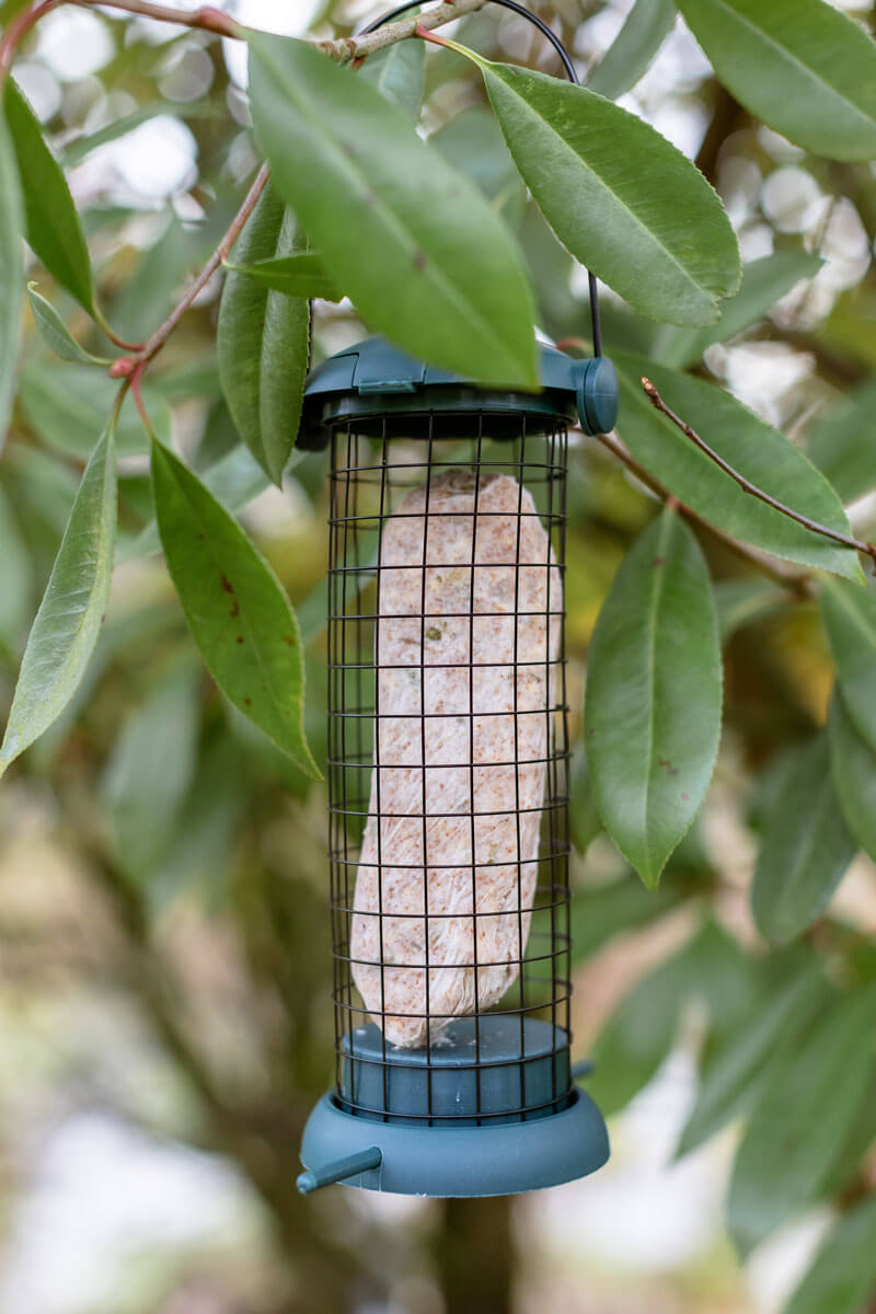 Bird Food